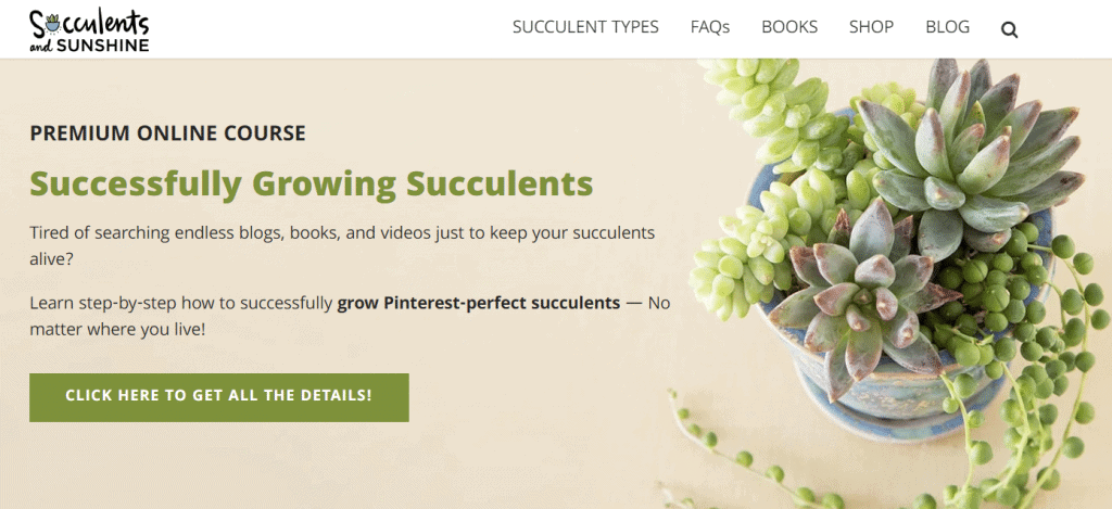 succulents and sunshine